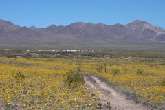 Desert Bloom at Amboy Crater DSC_3134-2