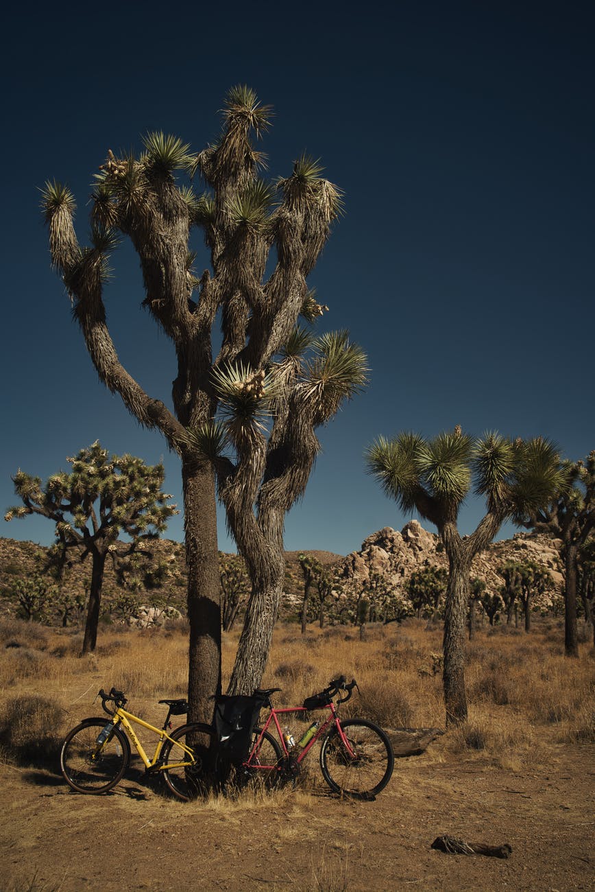 red and yellow bicycles parked beside joshua tree